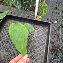 Load image into Gallery viewer, Anthurium Warocqueanum x noid, Exact Plant Ships Nationwide