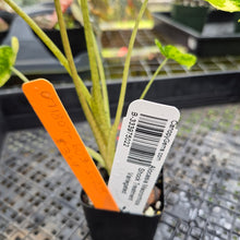 Load image into Gallery viewer, Alocasia Macrorrhiza Schock Treatment, Exact Plant Variegated Ships Nationwide