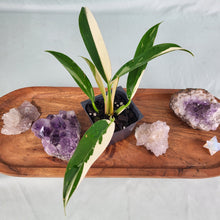 Load image into Gallery viewer, Philodendron Wend Imbe, Exact Plant Variegated