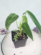 Load image into Gallery viewer, Anthurium Warocqueanum, Queen, Exact Plant