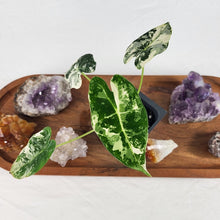 Load image into Gallery viewer, Alocasia Frydek Variegated 2.5" Pot, Fedex 2 day*