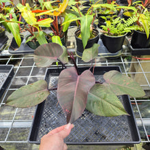 Load image into Gallery viewer, Philodendron Orange Princess, Exact Plant Variegated Ships Nationwide