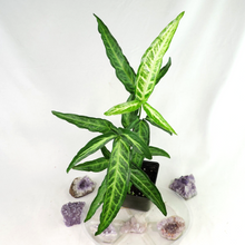 Load image into Gallery viewer, Syngonium Angustatum Little Star 4" pot, Fedex 2day*