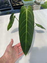 Load image into Gallery viewer, Anthurium Cirinoi, Exact Plant Ships Nationwide
