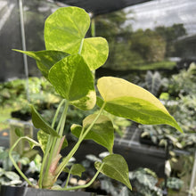 Load image into Gallery viewer, Anthurium Clarinervium Variegated exact plant, Fedex 2day*
