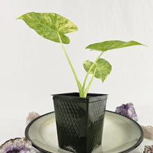 Load image into Gallery viewer, Alocasia Gageana Aurea, Exact Plant Variegated
