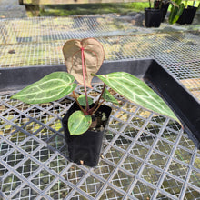 Load image into Gallery viewer, Anthurium doc block red crystallinum, Exact Plant Ships Nationwide