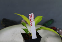 Load image into Gallery viewer, Philodendron Thai Sunrise Exact Plant Ships nationwide