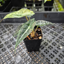 Load image into Gallery viewer, Alocasia polly aurea variegated, Exact Plant Ships Nationwide.
