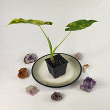 Load image into Gallery viewer, Alocasia Gageana Aurea, Exact Plant Variegated