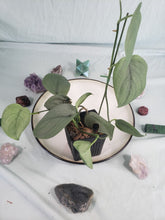 Load image into Gallery viewer, Silver Hero, exact plant, Scindapsus, ships nationwide