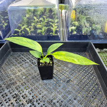 Load image into Gallery viewer, Anthurium Vittarifolium , Exact Plant Variegated Ships Nationwide