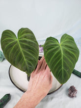 Load image into Gallery viewer, Splendid, Exact Plant, Philodendron