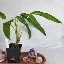 Load image into Gallery viewer, Anthurium Spectabile, Exact Plant