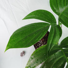 Load image into Gallery viewer, Rhaphidophora Decursiva, Dragon Tail. no shipping: ca,az,tx,la