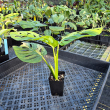 Load image into Gallery viewer, Monstera Adansonii Aurea, Exact Plant Variegated Ships Nationwide