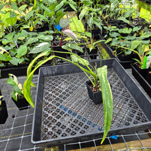 Load image into Gallery viewer, Philodendron Holtonianum Variegated, Exact Plant Ships Nationwide