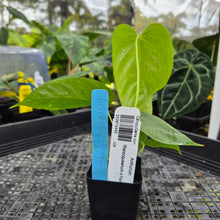 Load image into Gallery viewer, Anthurium Warocqueanum x noid, Exact Plant Ships Nationwide