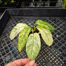 Load image into Gallery viewer, Rhaphidophora Puberula, Exact Plant Variegated Ships Nationwide