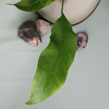 Load image into Gallery viewer, Anthurium Gracile Shipped Nationwide