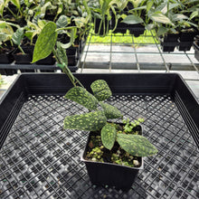 Load image into Gallery viewer, Scindapsus Snake Scale exact plant, Fedex 2day*