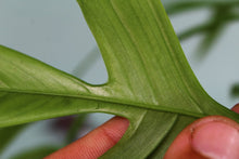 Load image into Gallery viewer, Philodendron Quercifolium, exact plant, ships nationwide