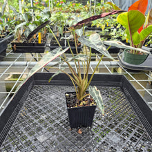 Load image into Gallery viewer, Alocasia Bambino Arrow Pink variegated exact plant, Fedex 2day*