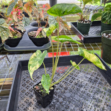 Load image into Gallery viewer, Alocasia Macrorrhiza Schock Treatment, Exact Plant Variegated Ships Nationwide
