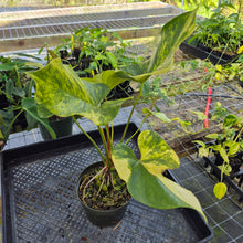 Load image into Gallery viewer, Anthurium Andraeanum White Heart, Exact Plant Variegated Ships Nationwide