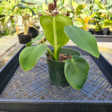 Load image into Gallery viewer, Philodendron Rugosum, Exact Plant