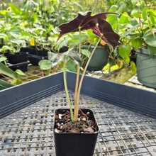 Load image into Gallery viewer, Alocasia nobilis pink Variegated Ships Nationwide