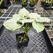 Load image into Gallery viewer, Syngonium Green Splash, Exact Plant Variegated Ships Nationwide