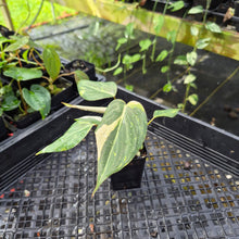Load image into Gallery viewer, Philodendron Gloriosum Snow Leopard, variegated, Exact Plant Ships Nationwide
