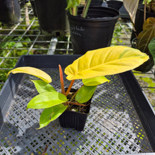 Load image into Gallery viewer, Philodendron Jungle Fever Yellow, Exact Plant Ships Nationwide