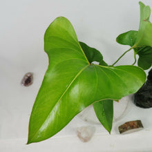 Load image into Gallery viewer, Anthurium Brownii, 4'' pot, ships nationwide