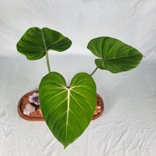 Load image into Gallery viewer, Philodendron Gloriosum, Pink Veined Back 4" pot, Fedex 2day*