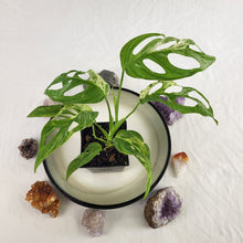 Load image into Gallery viewer, Monstera Adansonii Mint "Indonesia" Variegated 4" pot, Fedex 2day*