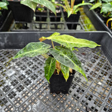 Load image into Gallery viewer, alocasia polly aurea variegated, Exact Plant Ships Nationwide.