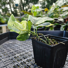 Load image into Gallery viewer, Scindapsus Jade Satin Marble Queen, Exact Plant Variegated 4