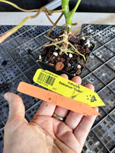 Load image into Gallery viewer, Anthurium Balaoanum "Dussii", Exact Plant Ships Nationwide