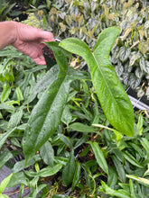 Load image into Gallery viewer, Philodendron 69686 Bette Waterbury 2.5" pot, Fedex 2day*