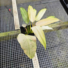 Load image into Gallery viewer, Philodendron Whipple Way, Exact Plant Variegated Ships Nationwide