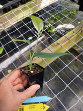 Load image into Gallery viewer, Scindapsus Blue Albo, Exact Plant Variegated Ships Nationwide