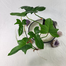 Load image into Gallery viewer, Philodendron Green Golden Dragon 4" pot, Fedex 2 day*