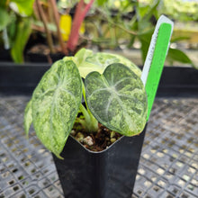 Load image into Gallery viewer, Alocasia Ninja Tricolor Splash, Black Velvet Variegated 2.5" Pot, Fedex 2 day*