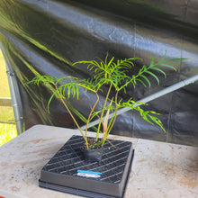 Load image into Gallery viewer, Philodendron Polypodioides, Exact Plant Ships Nationwide