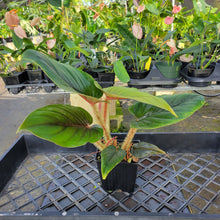 Load image into Gallery viewer, Philodendron Serpens, Exact Plant Ships Nationwide