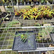 Load image into Gallery viewer, Philodendron Polypodioides, Exact Plant Ships Nationwide