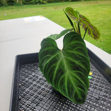 Load image into Gallery viewer, Philodendron Verrucosum, Exact Plant Ships Nationwide