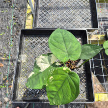Load image into Gallery viewer, Syngonium Chiapense, Exact Plant Variegated Ships Nationwide
